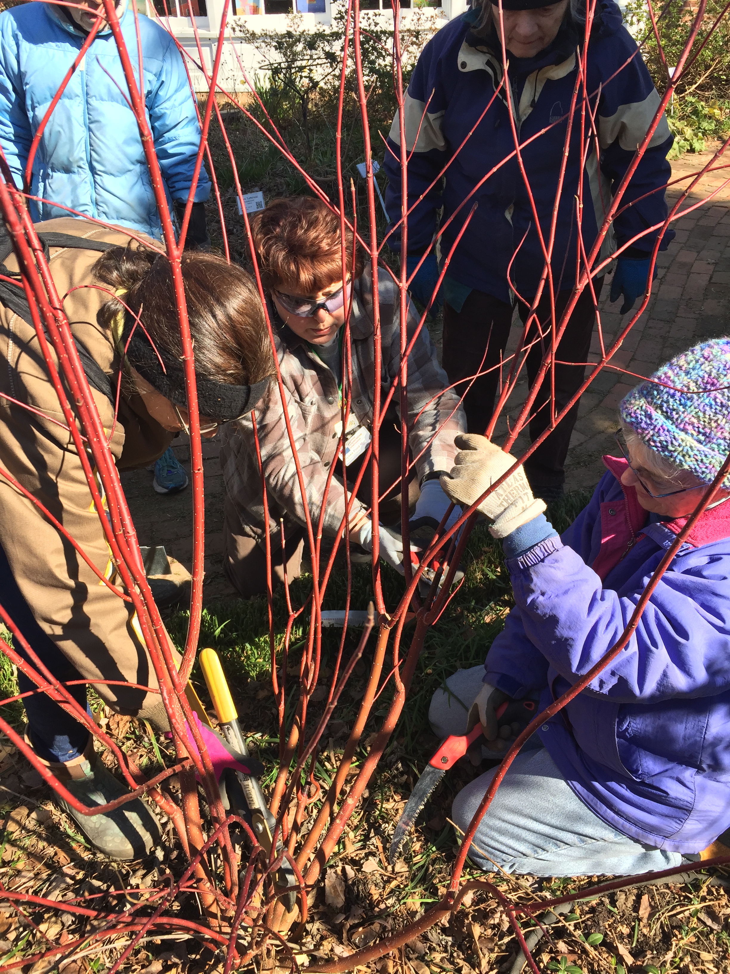 Coordinators at the Glencarlyn Garden carefully prune red twig dogwood in late winter to encourage the growth of young red stems.