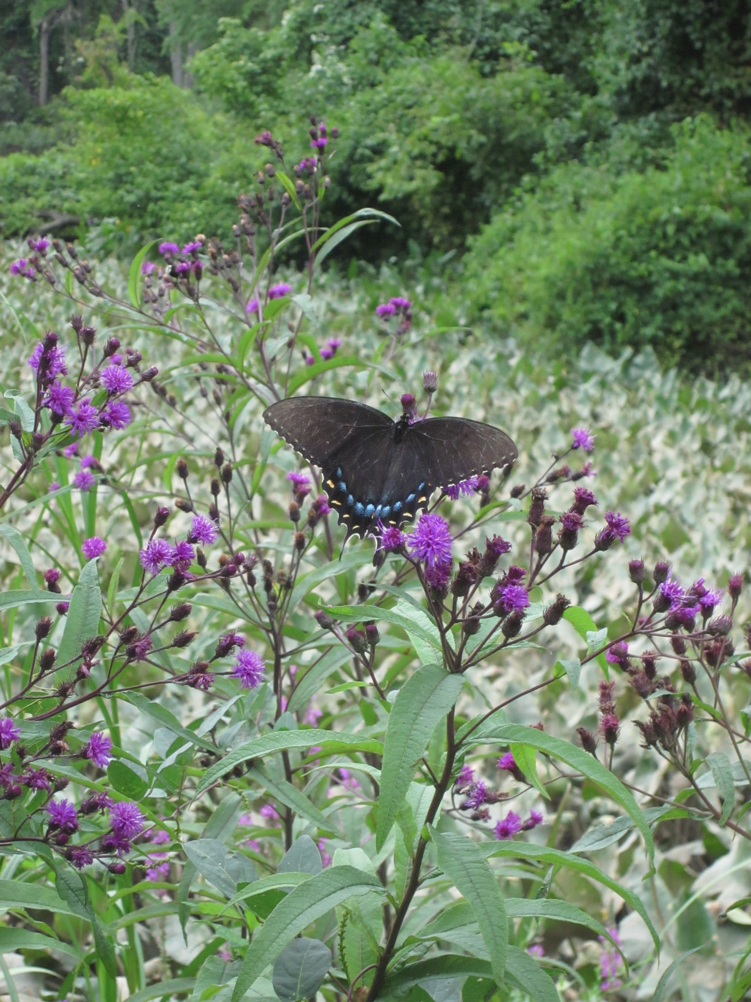 The lovely purple flowers of New York Ironweed offer nectar to butterflies in late summer.