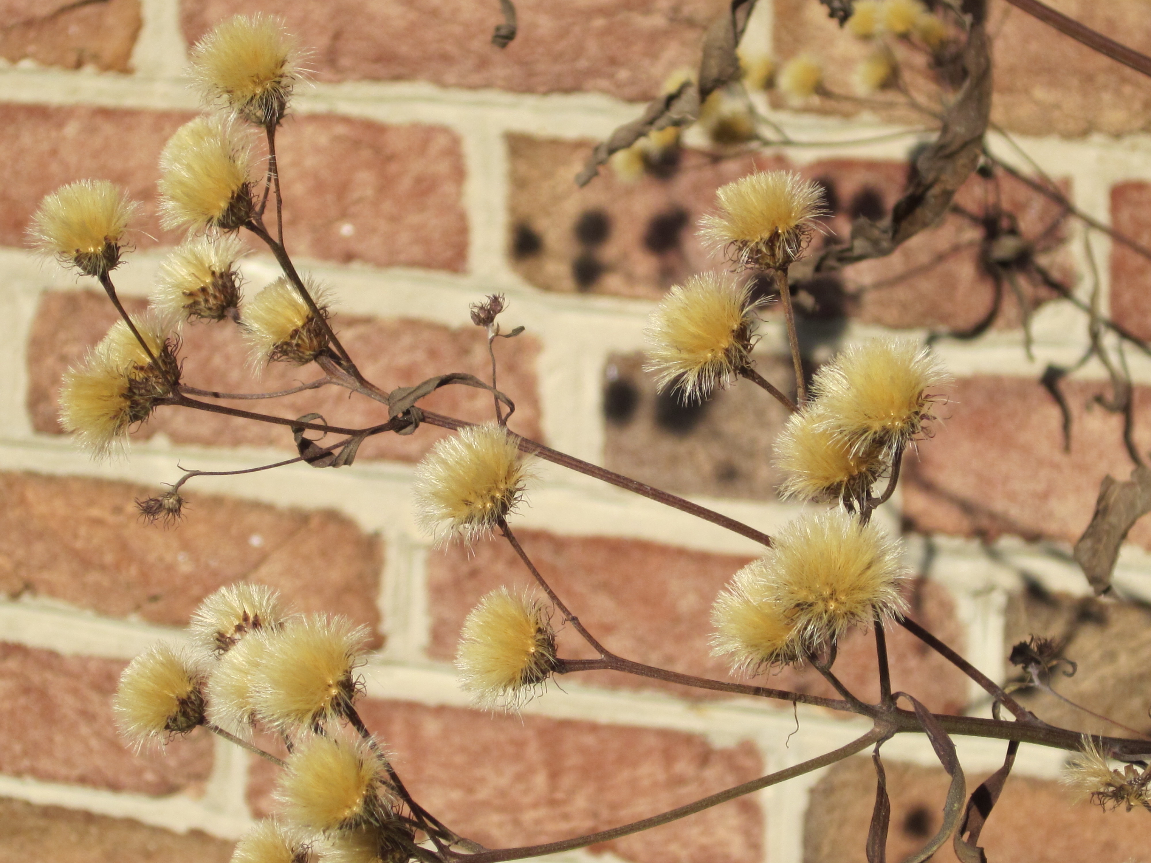 Seed clusters persist through the winter, supporting birds.