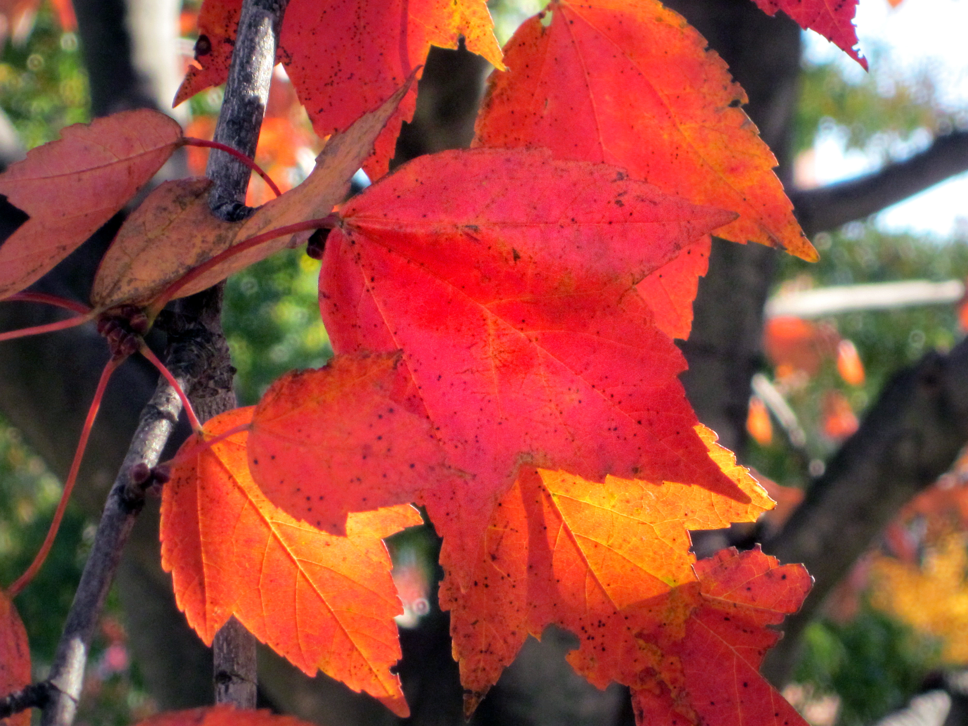 Acer rubrum, Red Maple