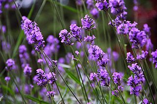 Lavender in bloom