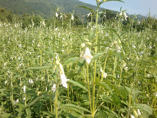 sesame (Sesamum indicum)