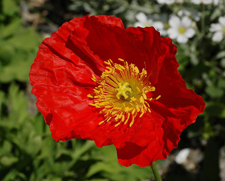 Iceland Poppy at Teacup garden in Chanticleer Garden