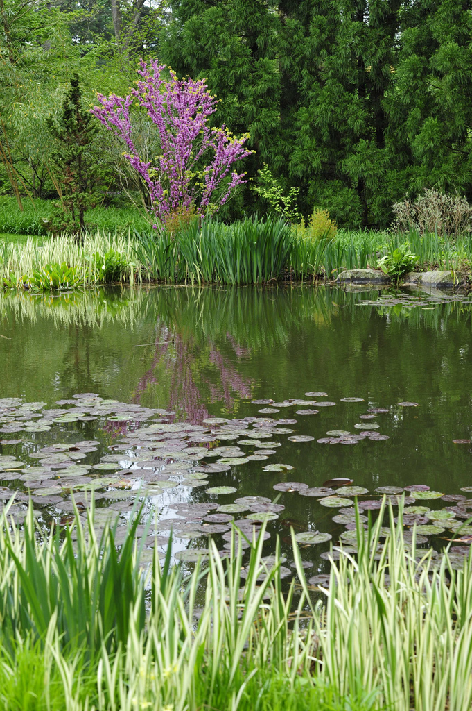 Pond Garden at Chanticleer.
