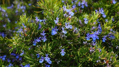 Rosemary in bloom