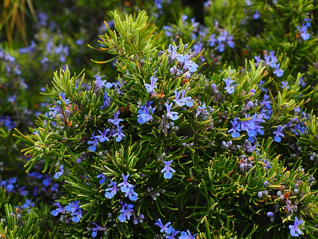 Rosemary in bloom