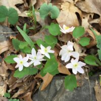 Rue anemone flowers have from five to eight sepals and many yellow-green stamens.