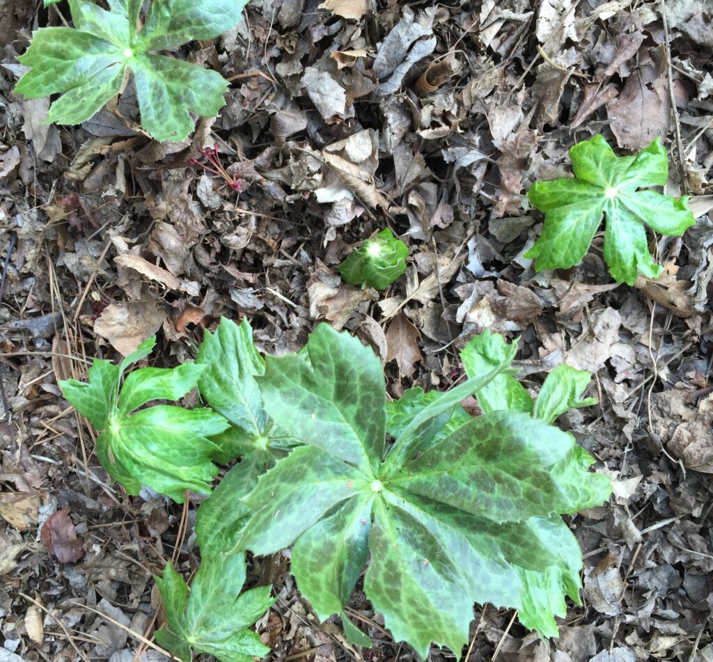 Unfurling leaves of mayapple