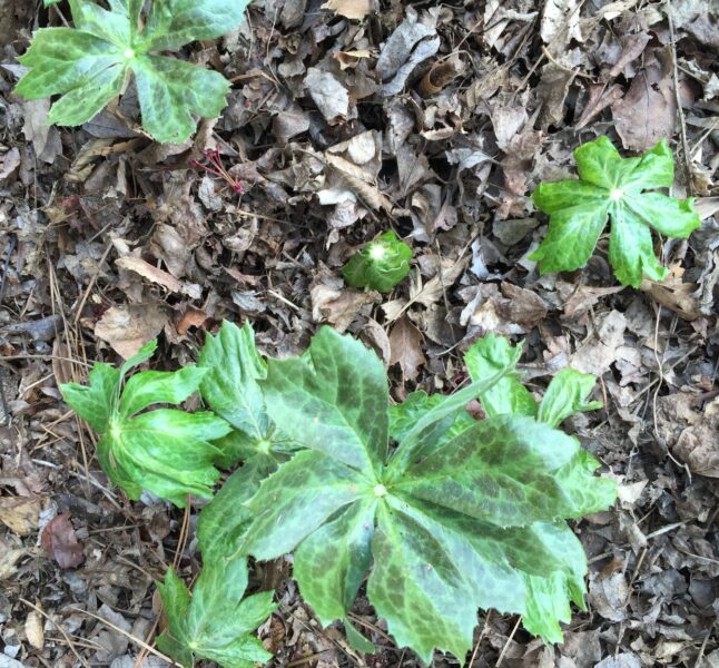 Unfurling leaves of mayapple