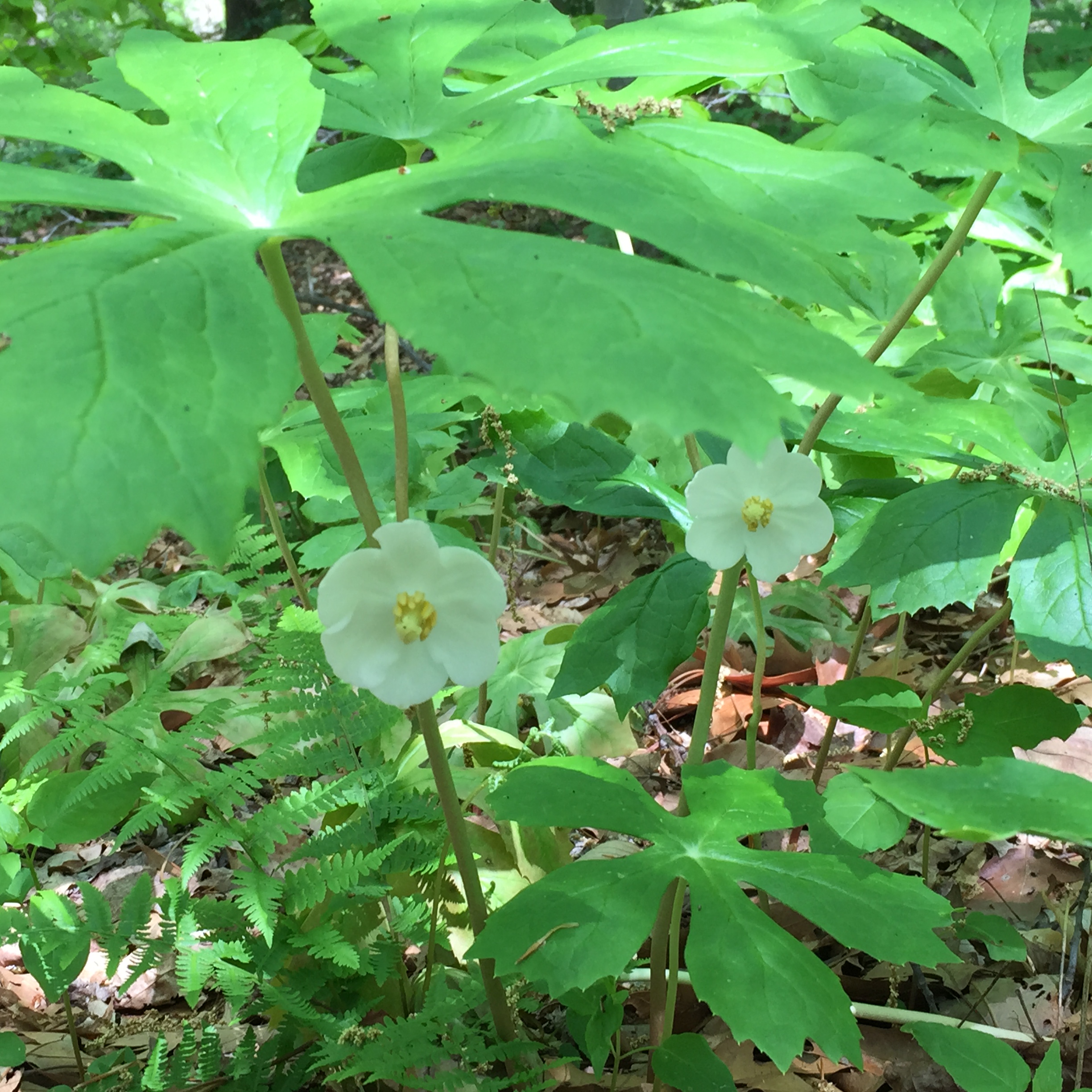 Mayapple flowers