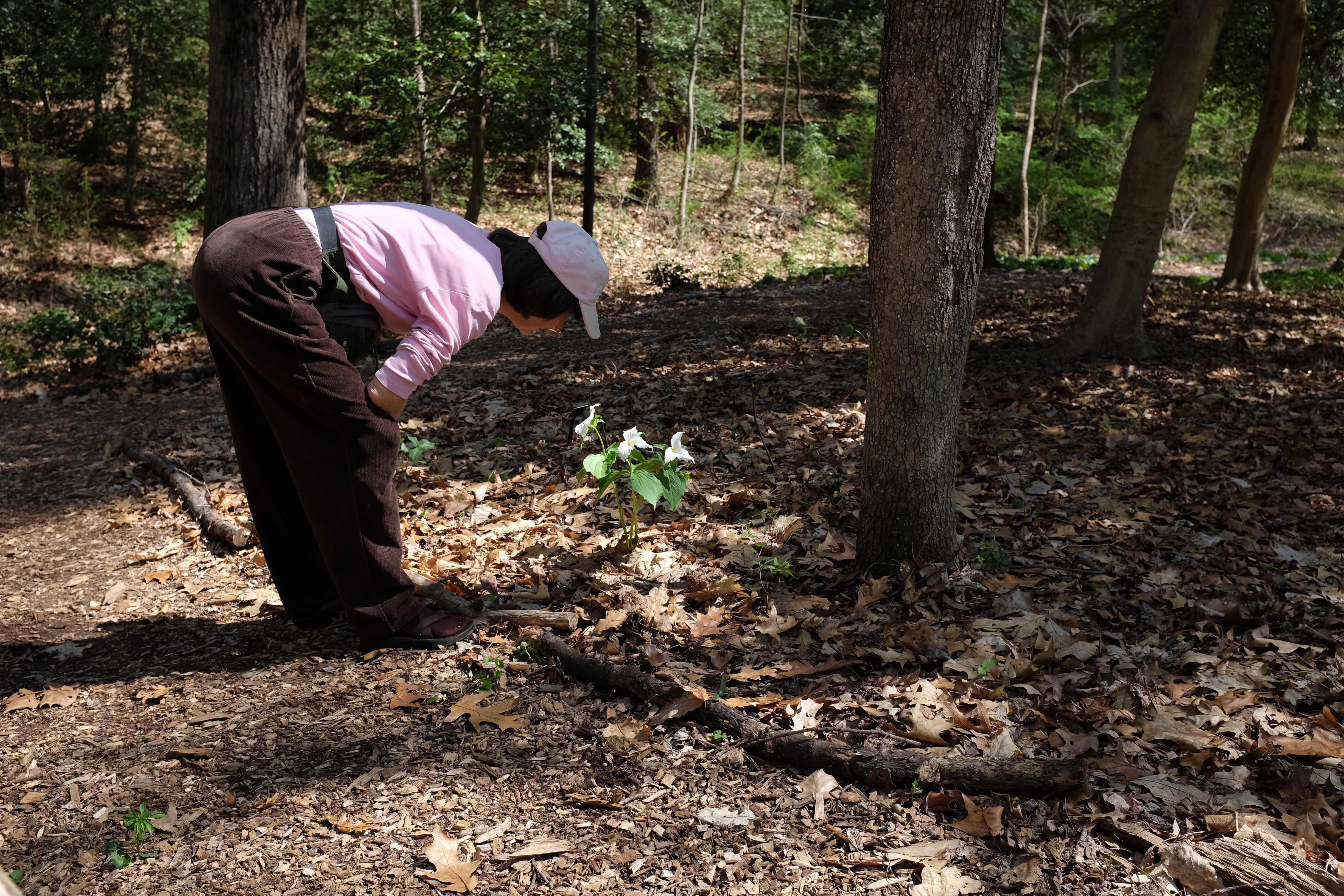 Elaine examines a trillium plant at Meadowlark Gardens.