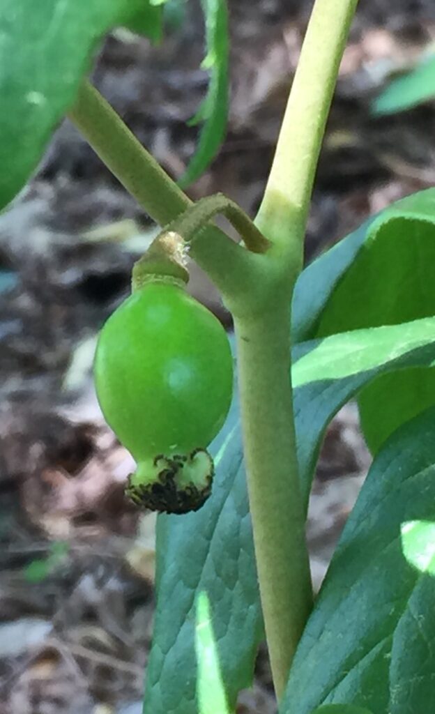 Low fruit of the mayapple