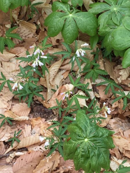 Cutleaf toothwort blooms during the first days of April.