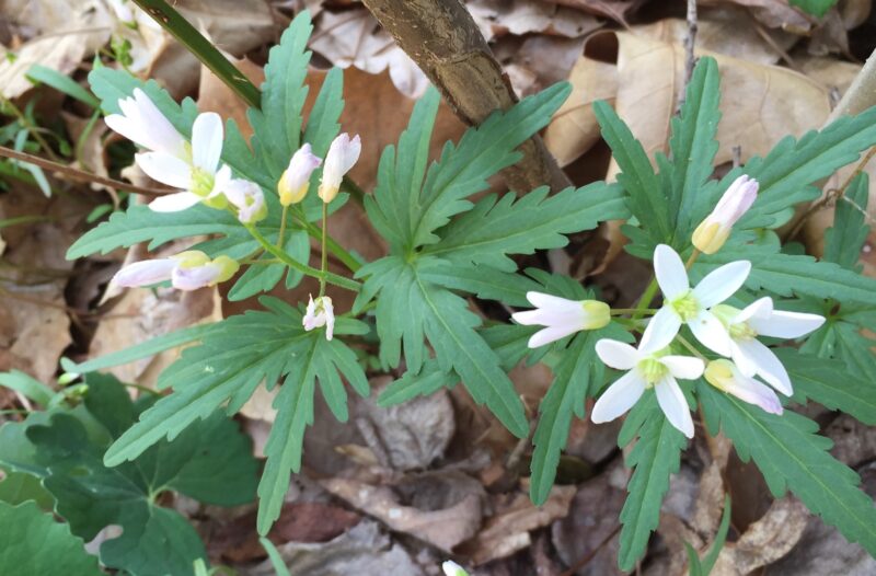 White to faintly pink flowers form the shape of a cross.