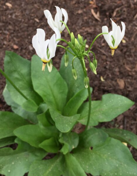 Basal leaves and flower stalk of shooting star.