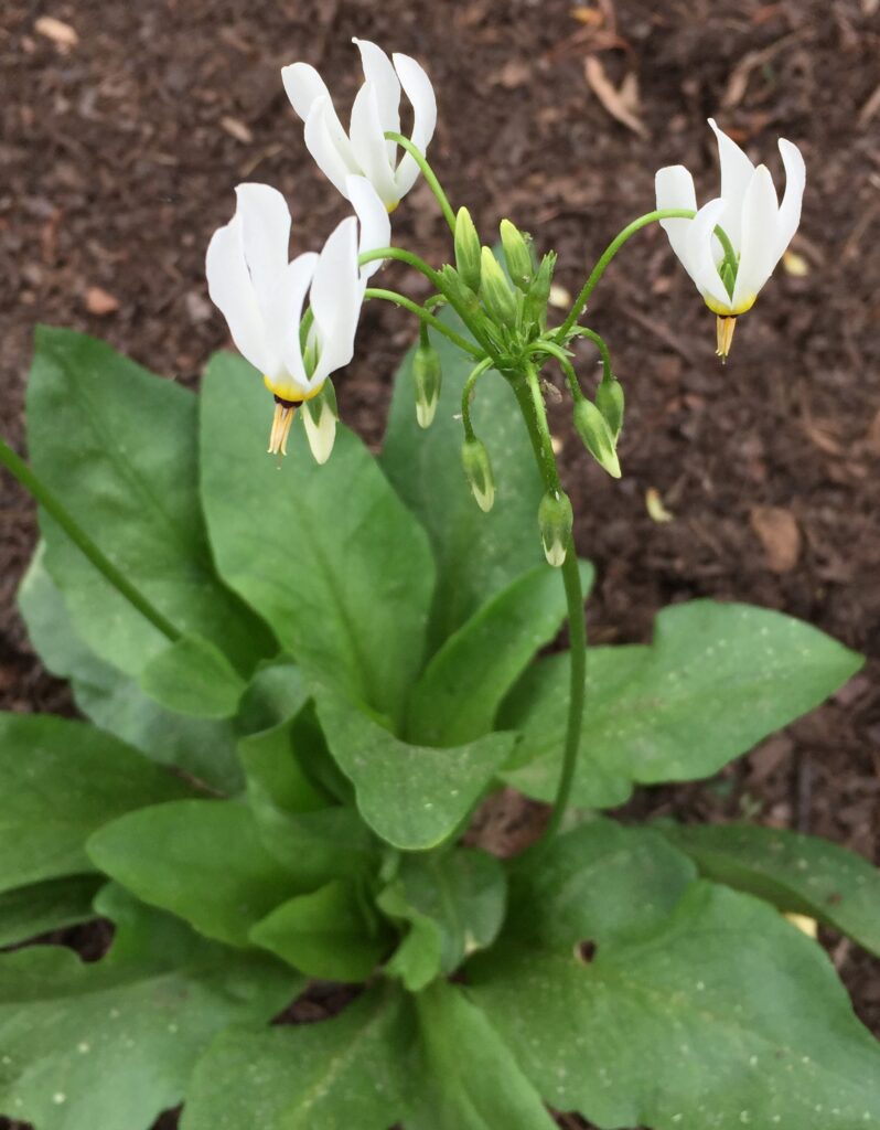 Basal leaves and flower stalk of shooting star.