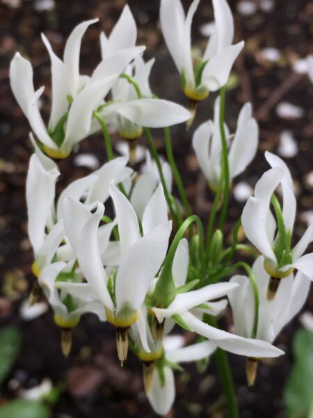 Dodecatheon meadia Flower Detail