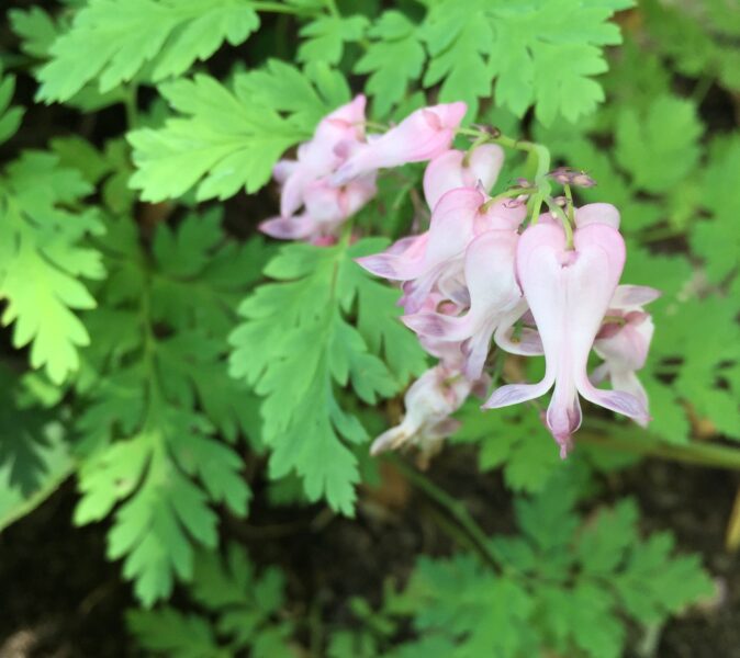 Flower and leaf details of native bleeding heart.