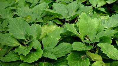 Pachysandra procumbens (Allegheny spurge) ground cover In July. Alternate, ovate leaves are held in a whorled cluster at the tip of decumbent stems.