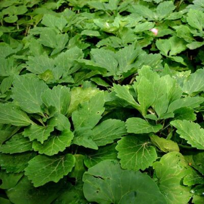 Pachysandra procumbens (Allegheny spurge) ground cover In July. Alternate, ovate leaves are held in a whorled cluster at the tip of decumbent stems.