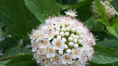 Physocarpus opulifolius (ninebark) flower cluster (corymb) in May