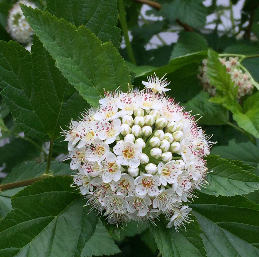 Physocarpus opulifolius (ninebark) flowers in May