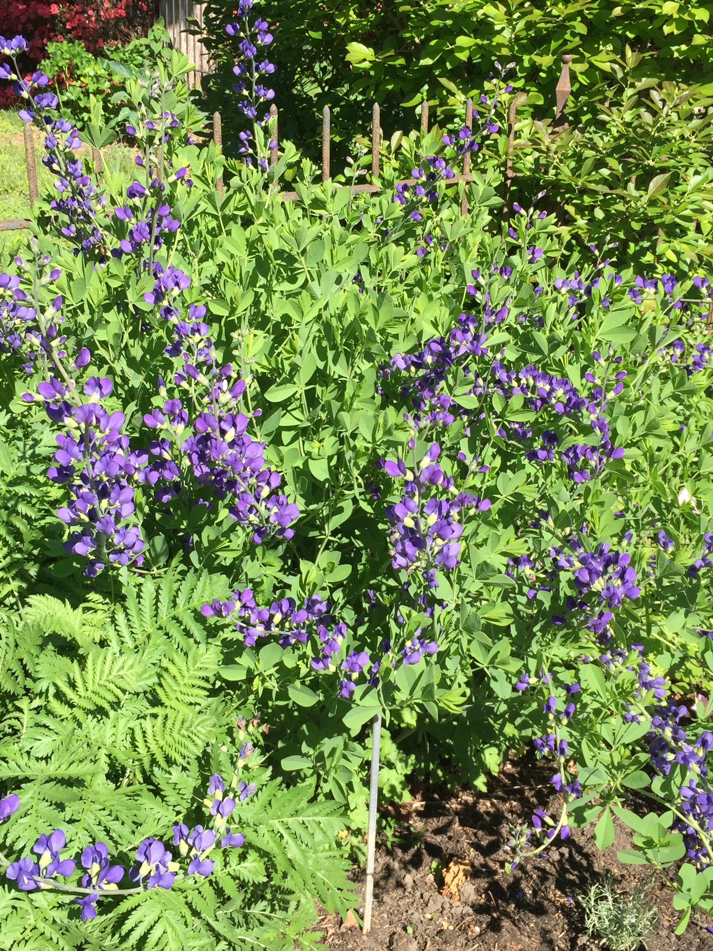 Baptisia australis blooming in May.
