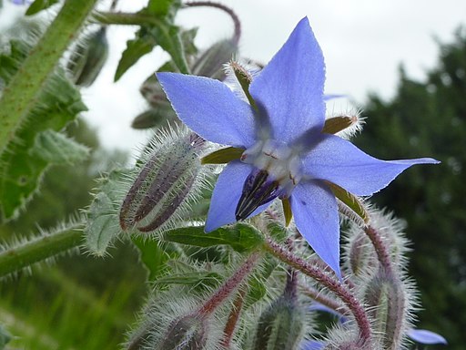 Borago officinalis (Borage)
