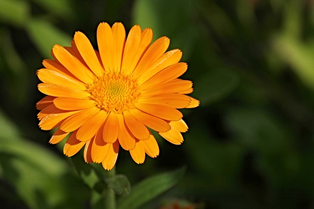 Calendula officinalis
