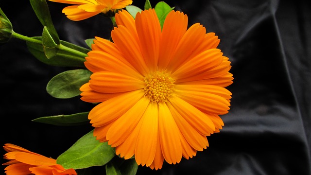 calendula