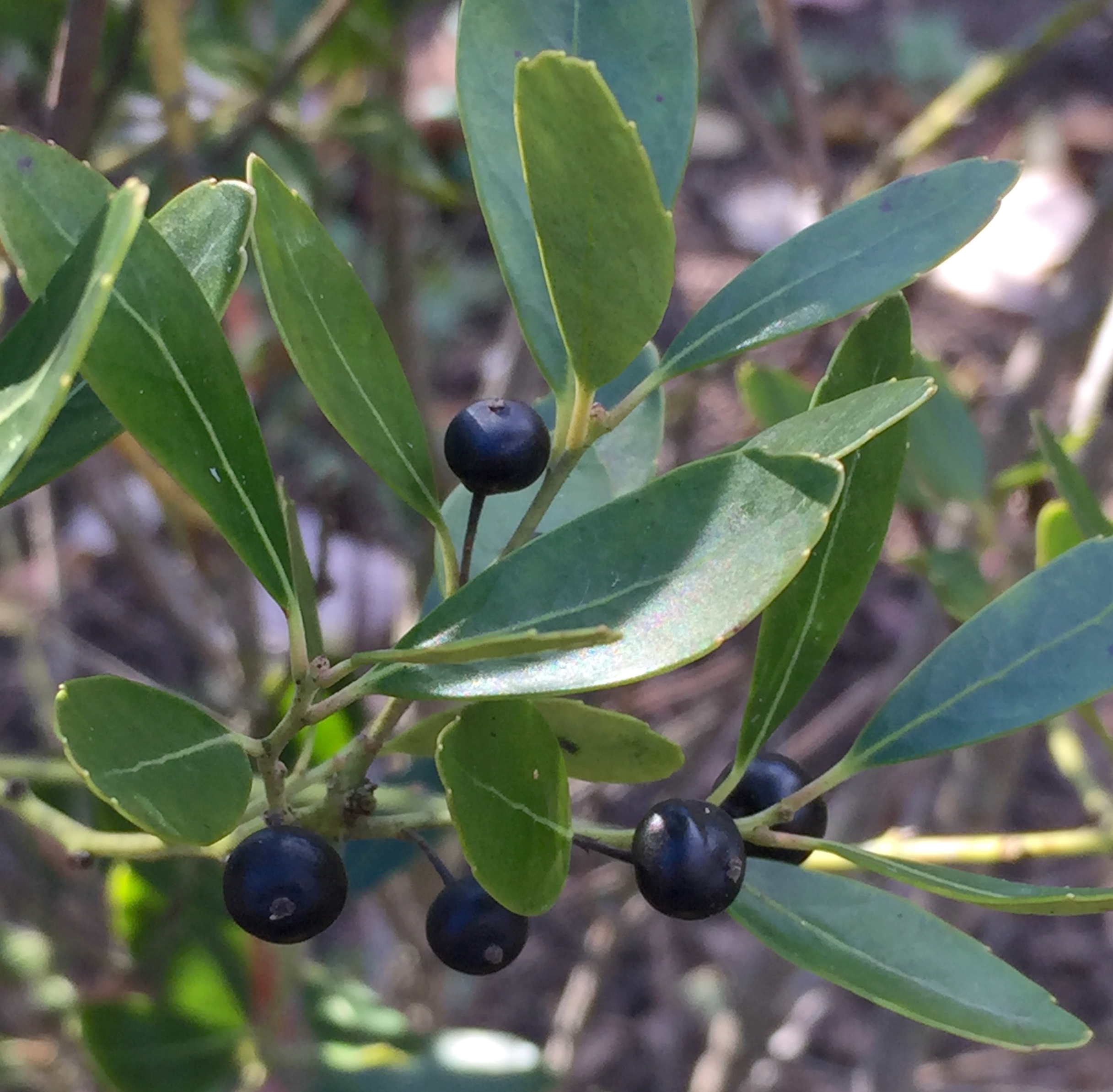 Ilex gabra fruit