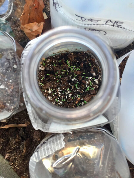 Seedlings sprouting in milk jugs