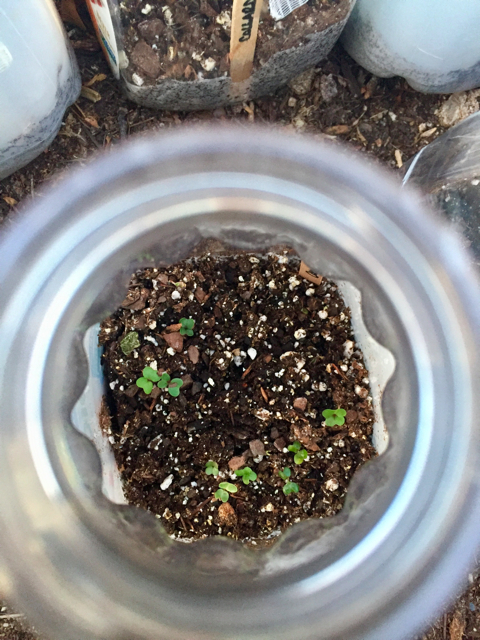 Close-up of seedlings sprouting in milk jugs