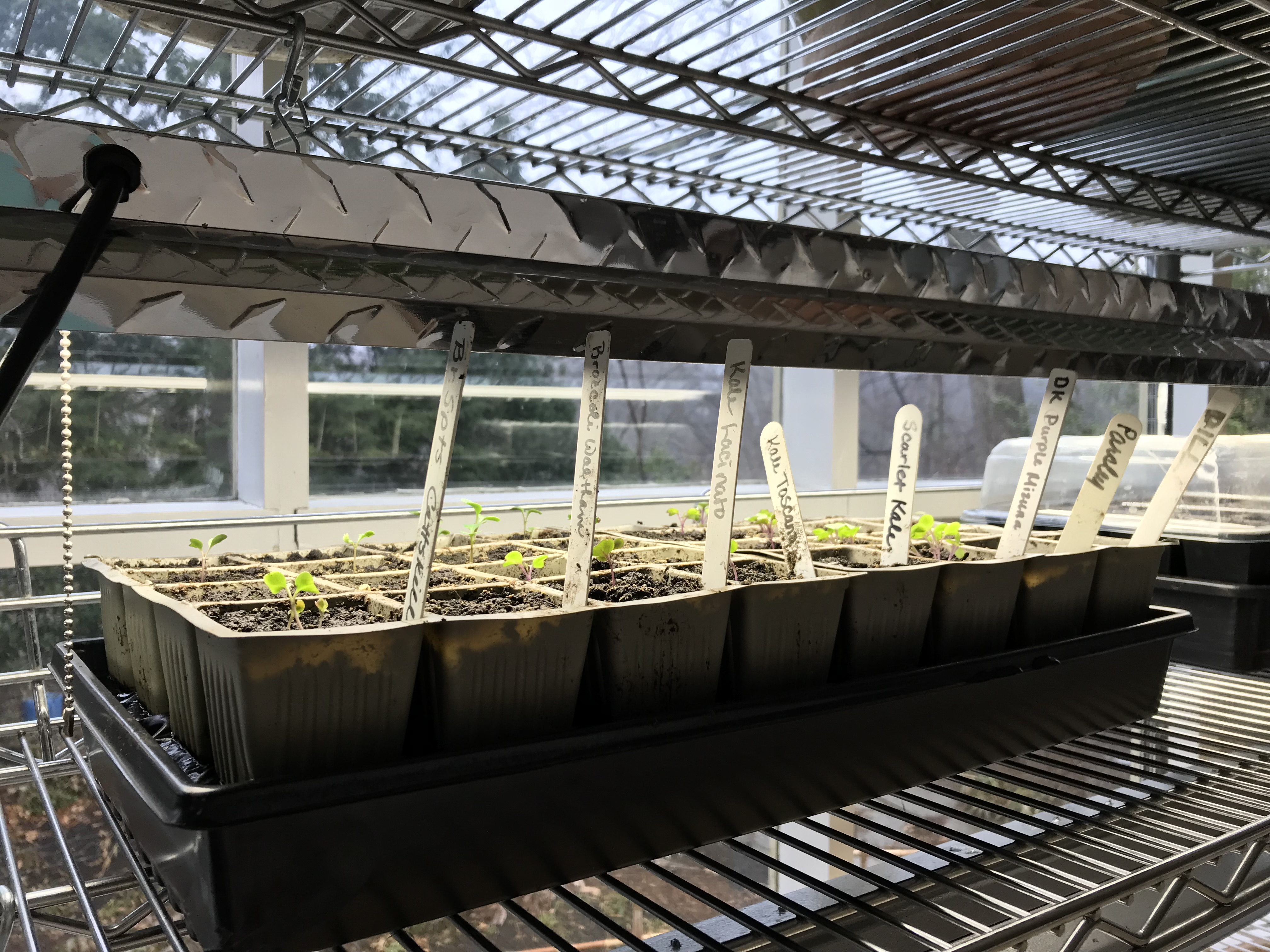 Seedlings sprouting indoors under the lights.