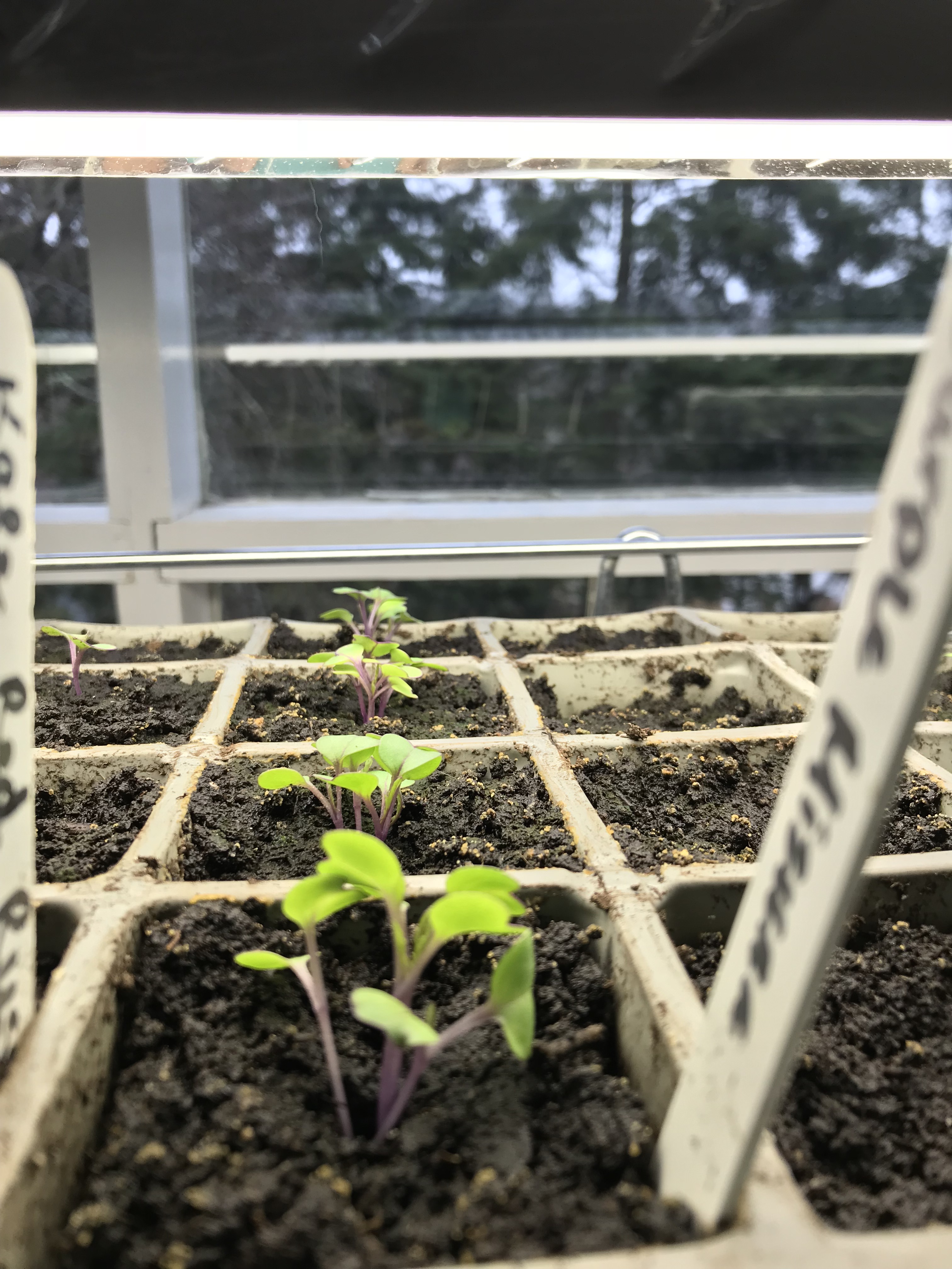 Lettuce seedling sprouting indoors.
