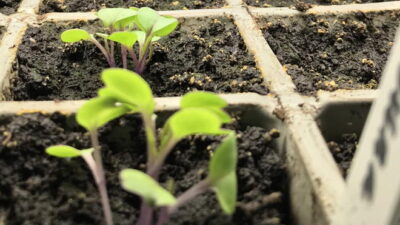 Kale seedlings growing indoors.
