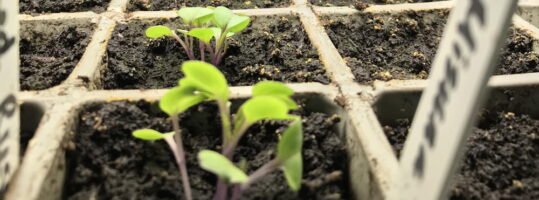 Kale seedlings growing indoors.
