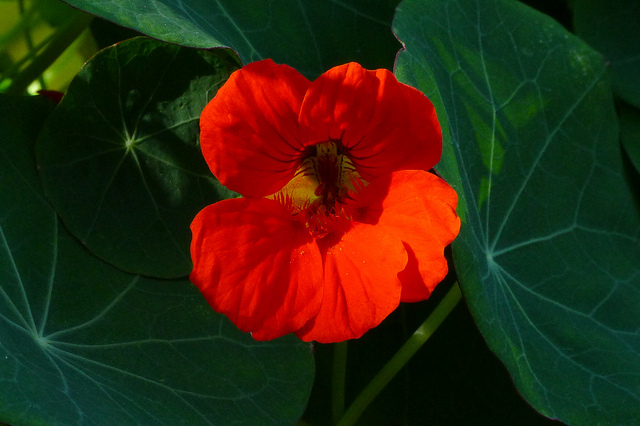 Nasturtium, Tropaeolum majus "Empress of India