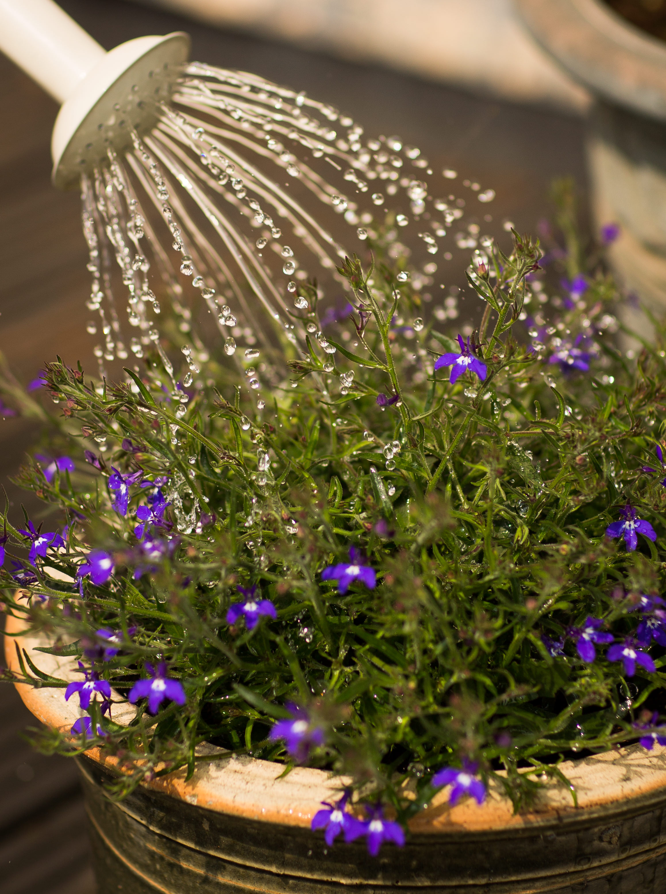 watering container plant