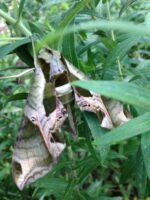 Sphinx Moth at Simpson Garden