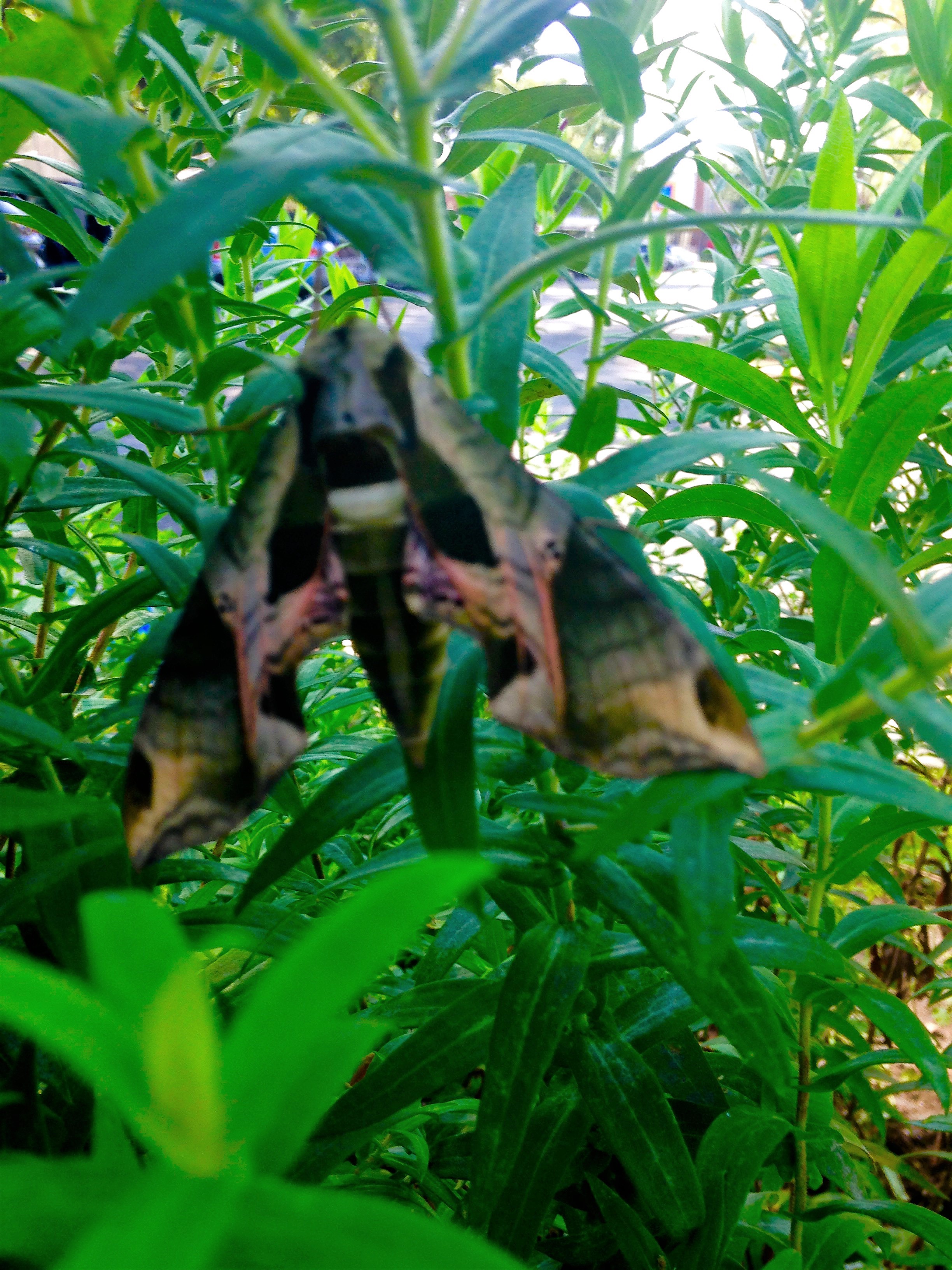 Sphinx Moth at Simpson Garden