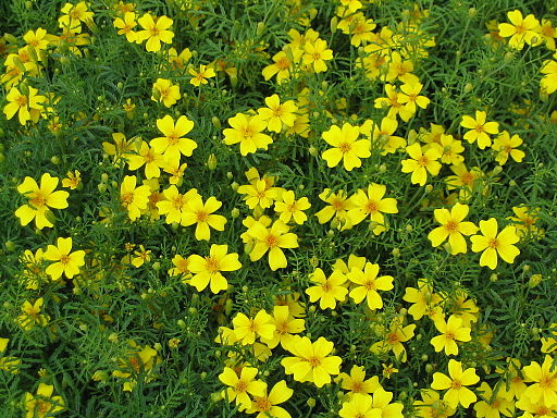 Tagetes tenuifolia - Lemon gem marigold