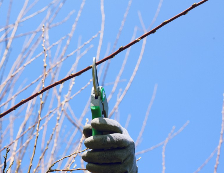 Winter Pruning