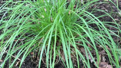 Clump of Carex pensylvanica (Pennsylvania sedge)