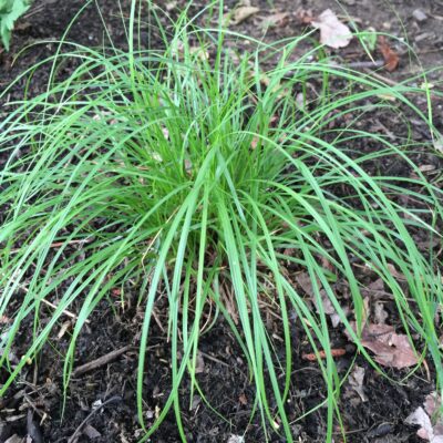 Clump of Carex pensylvanica (Pennsylvania sedge)