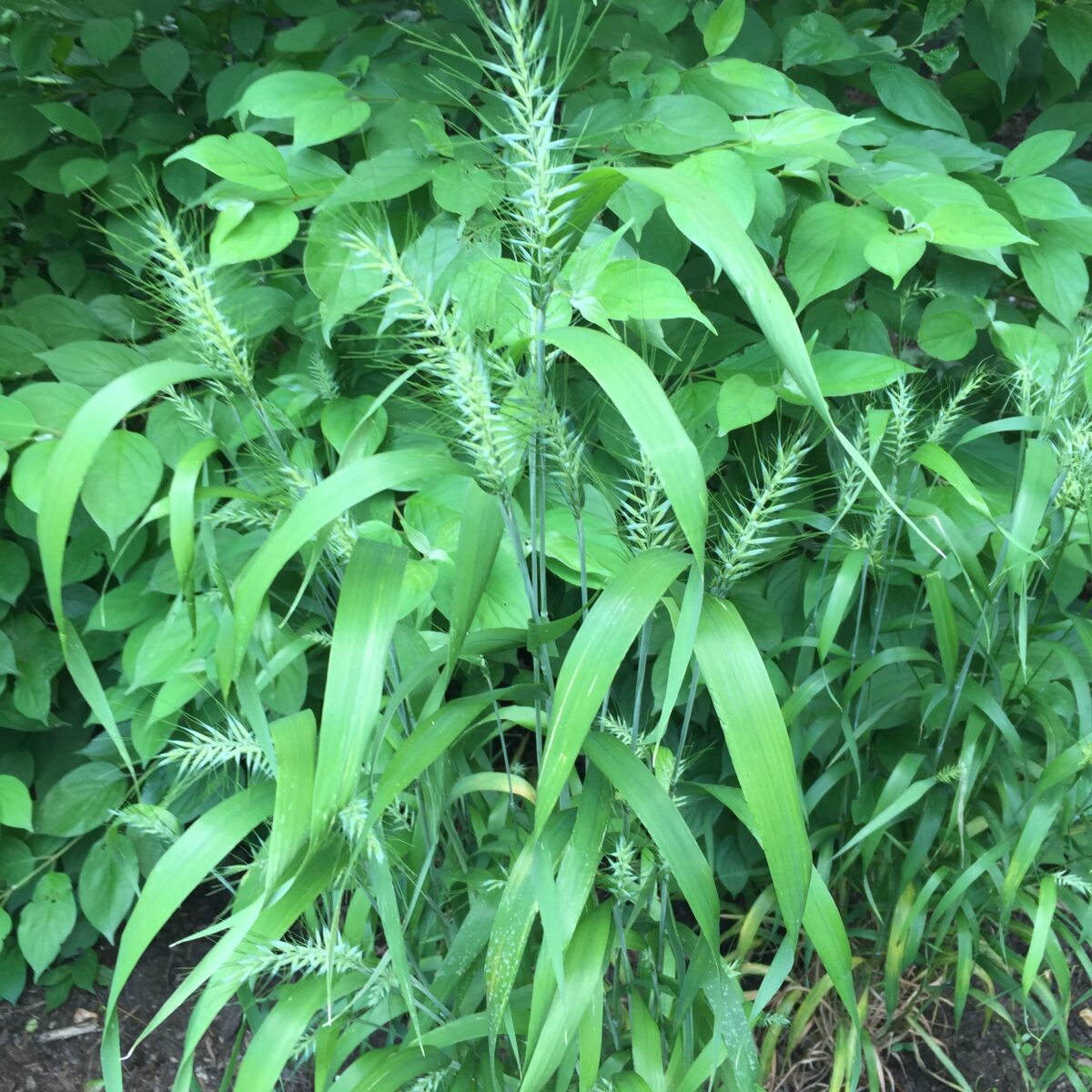 Elymus hystrix (Bottlebrush grass)