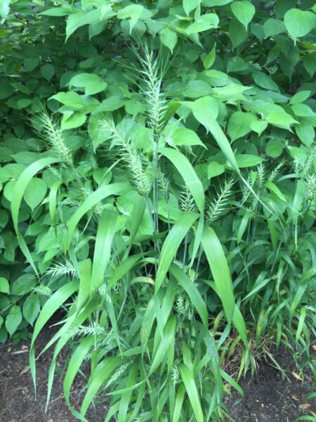 Elymus hystrix (Bottlebrush grass)