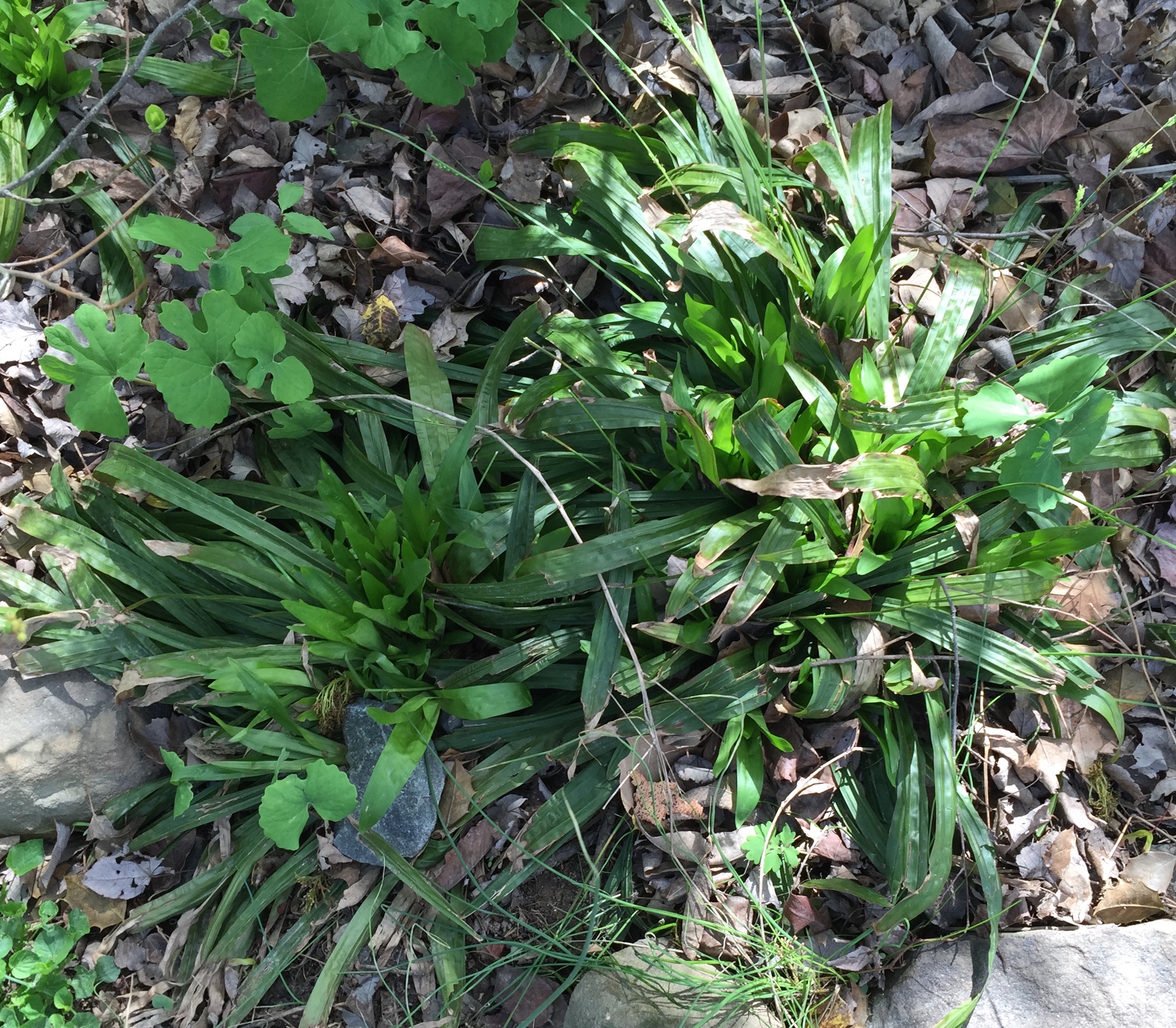 Carex plantaginea with new leaves