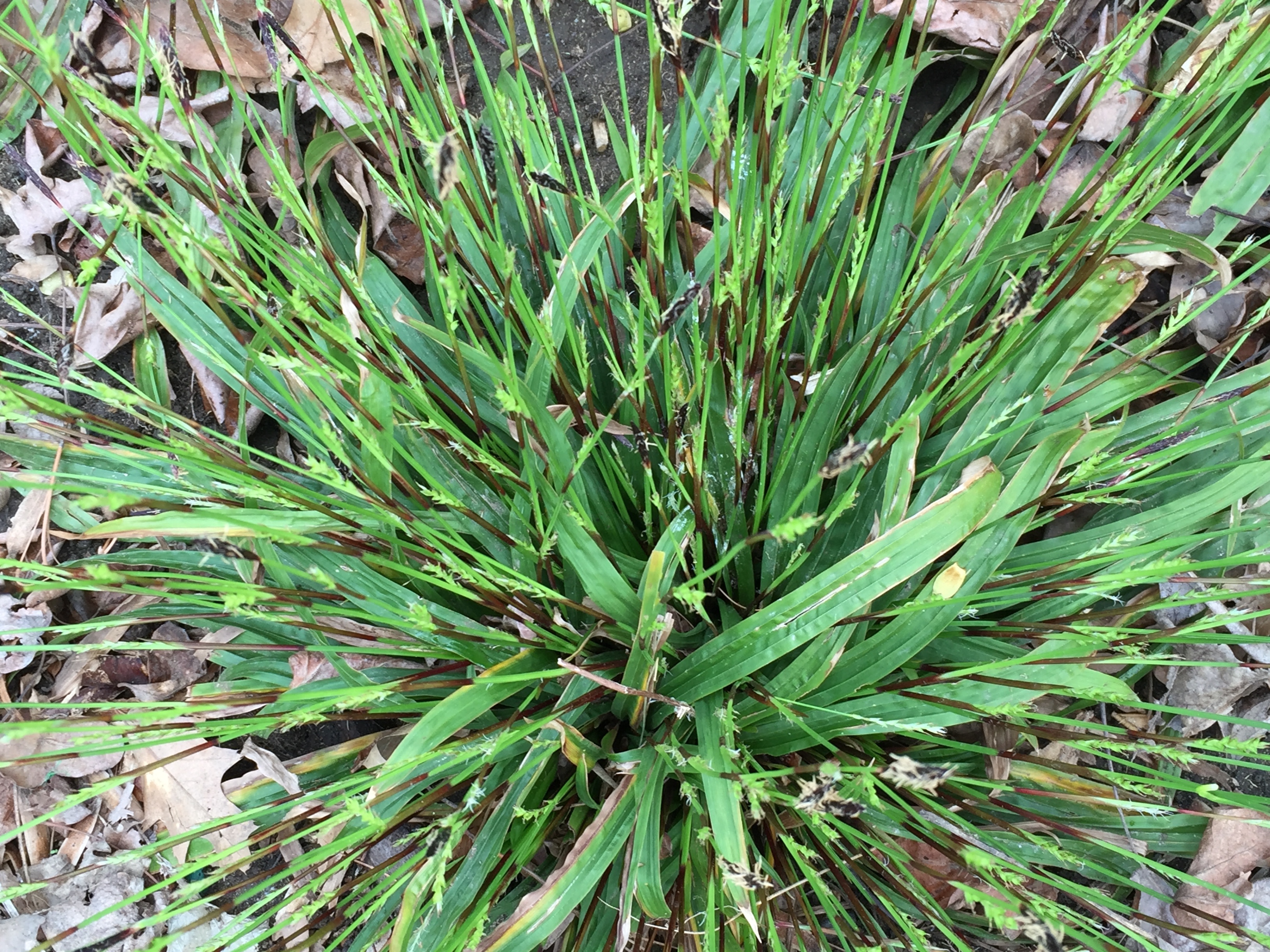 Carex plantaginea flower stalks