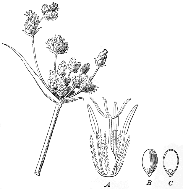 Sedge flowers and fruits